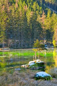 Scenic view of lake in forest