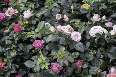 High angle view of pink roses on plant