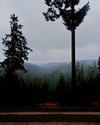 Scenic view of trees by road against sky