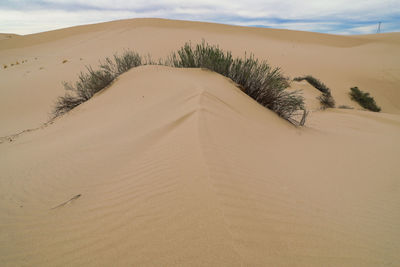 Scenic view of sand dunes in desert against sky