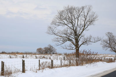 Bare trees on snow covered field