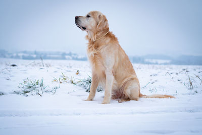 Dog looking away on snow covered land