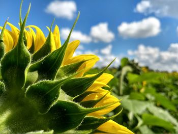 Close-up of yellow flowering plant against sky