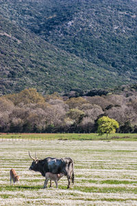 Horses grazing on field