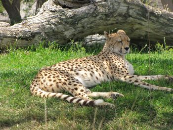 Dog relaxing on grassy field