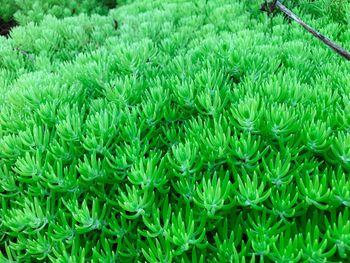 Full frame shot of fresh green field