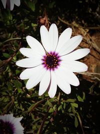 Close-up of white flower blooming outdoors