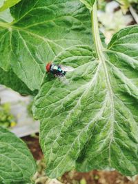 High angle view of insect on leaf