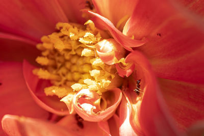 Close-up of ant in flower