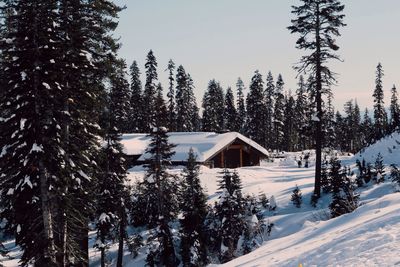 Snow covered house amidst trees