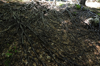 Full frame shot of tree roots