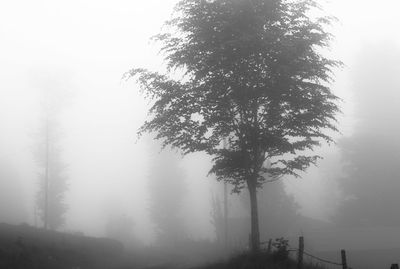 Trees in foggy weather