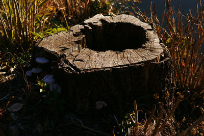 High angle view of tree stump on field