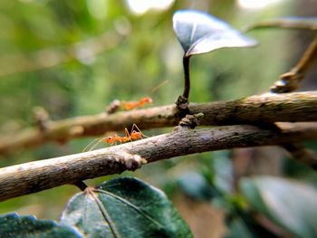 Close-up of insect on branch