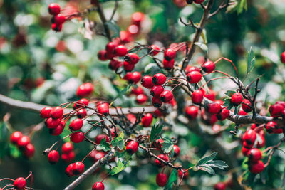 Close-up of red berries growing on tree