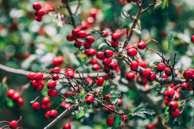 Close-up of red berries growing on tree