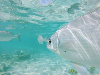 Close-up of turtle swimming in sea