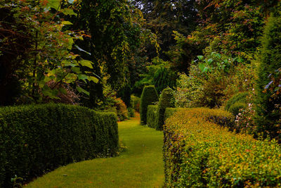 Walkway amidst plants and trees in garden