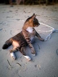 High angle view of cat lying on sand at beach