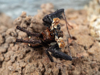 Close-up of spider on rock