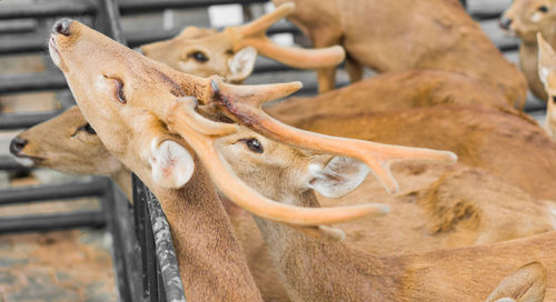 Close-up of deer