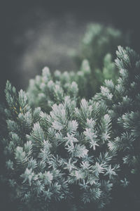 Close-up of snow covered plants