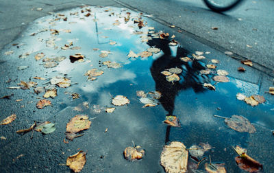 High angle view of maple leaves on wet street