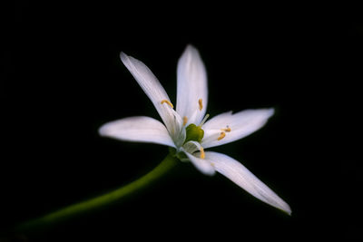 Close-up of white flower against black background