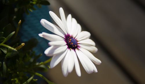 Close-up of white daisy blooming outdoors