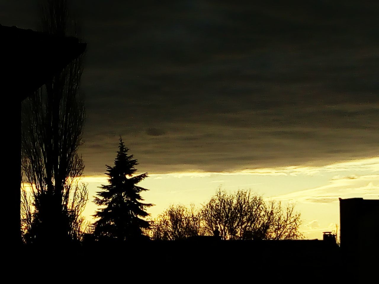 SILHOUETTE OF TREES AGAINST SKY DURING SUNSET