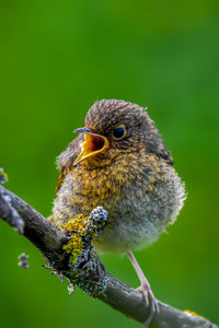 Fledgling robin