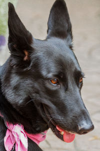 Close-up portrait of dog