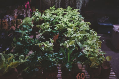 Close-up of potted plants for sale in market