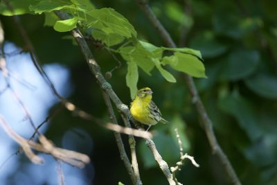 Close-up of bird perching on tree