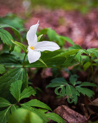 Close-up of white flowering plant