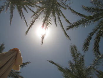 Low angle view of palm tree against sky