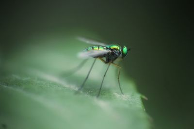 Close-up of fly on leaf