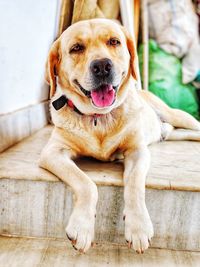 Portrait of dog sitting on floor