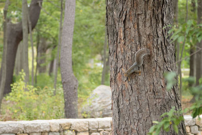 Squirrel perching on tree trunk in forest