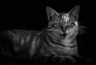 Close-up portrait of tabby cat against black background