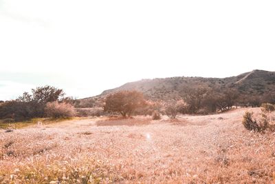 Scenic view of field and mountains against clear sky