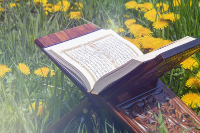 View of flowering plants and bench on field