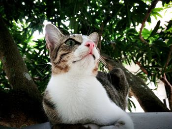 Close-up of a cat on tree