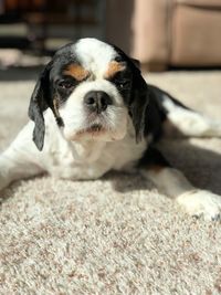 Close-up portrait of dog relaxing outdoors