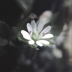 Close-up of white flowers blooming outdoors