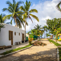 Palm trees and plants growing outside building