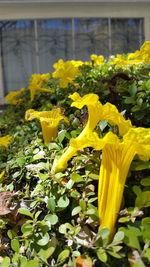 Close-up of yellow flowers
