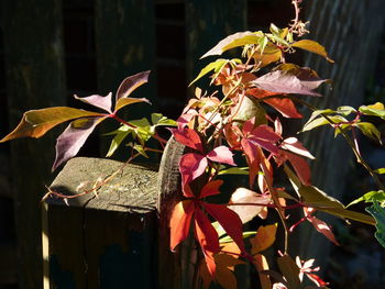 Close-up of red flowering plant during autumn