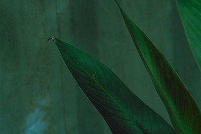 Full frame shot of green leaves