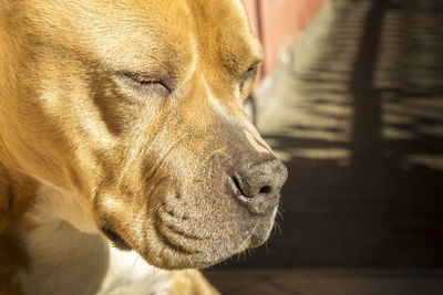 Close-up of a dog looking away